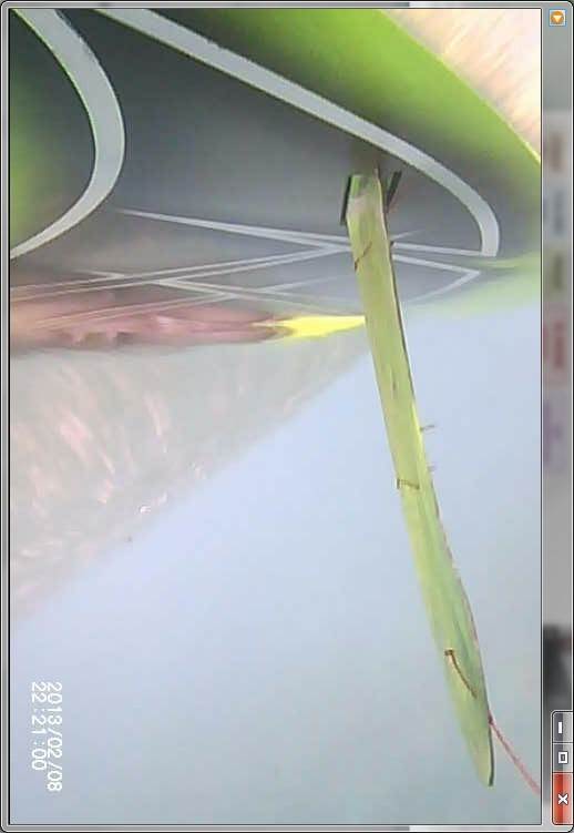 fin under water