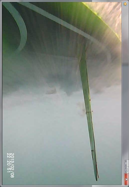 fin under water