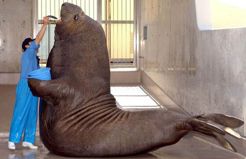 eseal