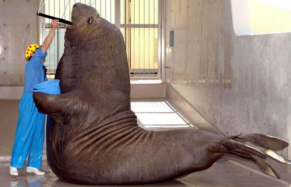 seal