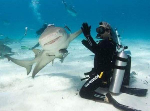 shark-high-five