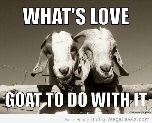 goats