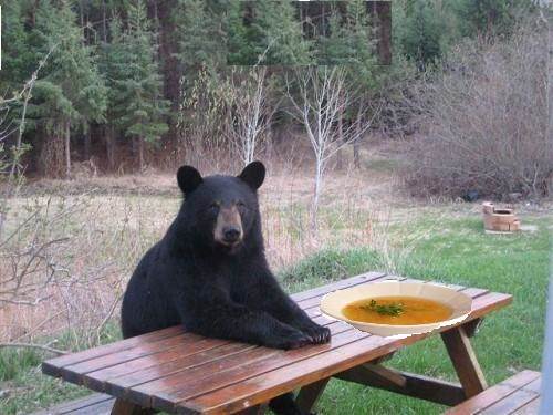 Bear