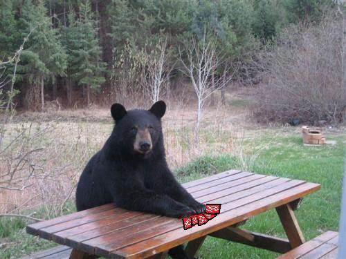 bear