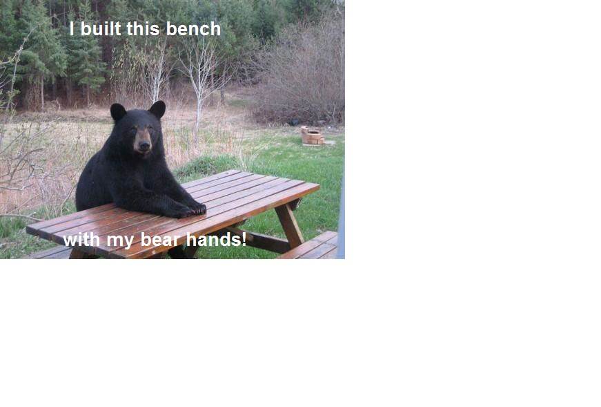 Bear 1