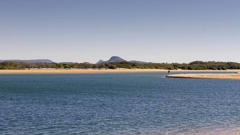 cotton tree