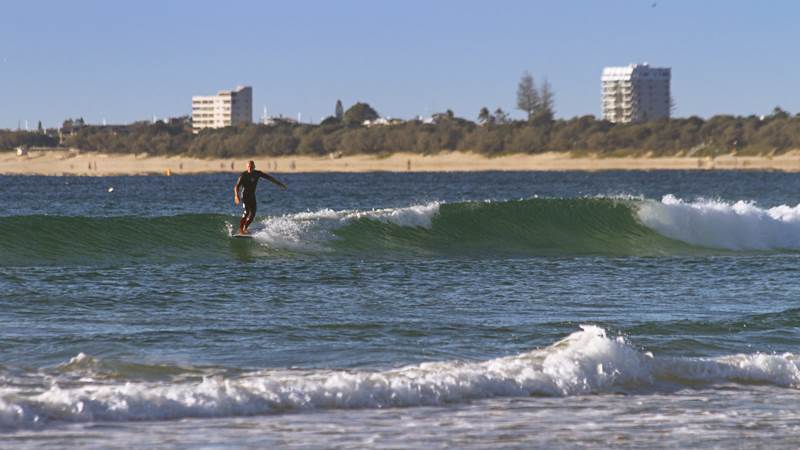 cotton tree