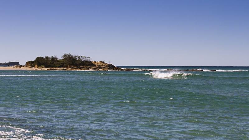 cotton tree