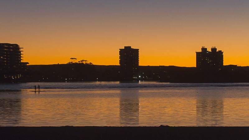 cotton tree