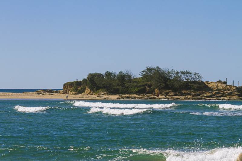cotton tree
