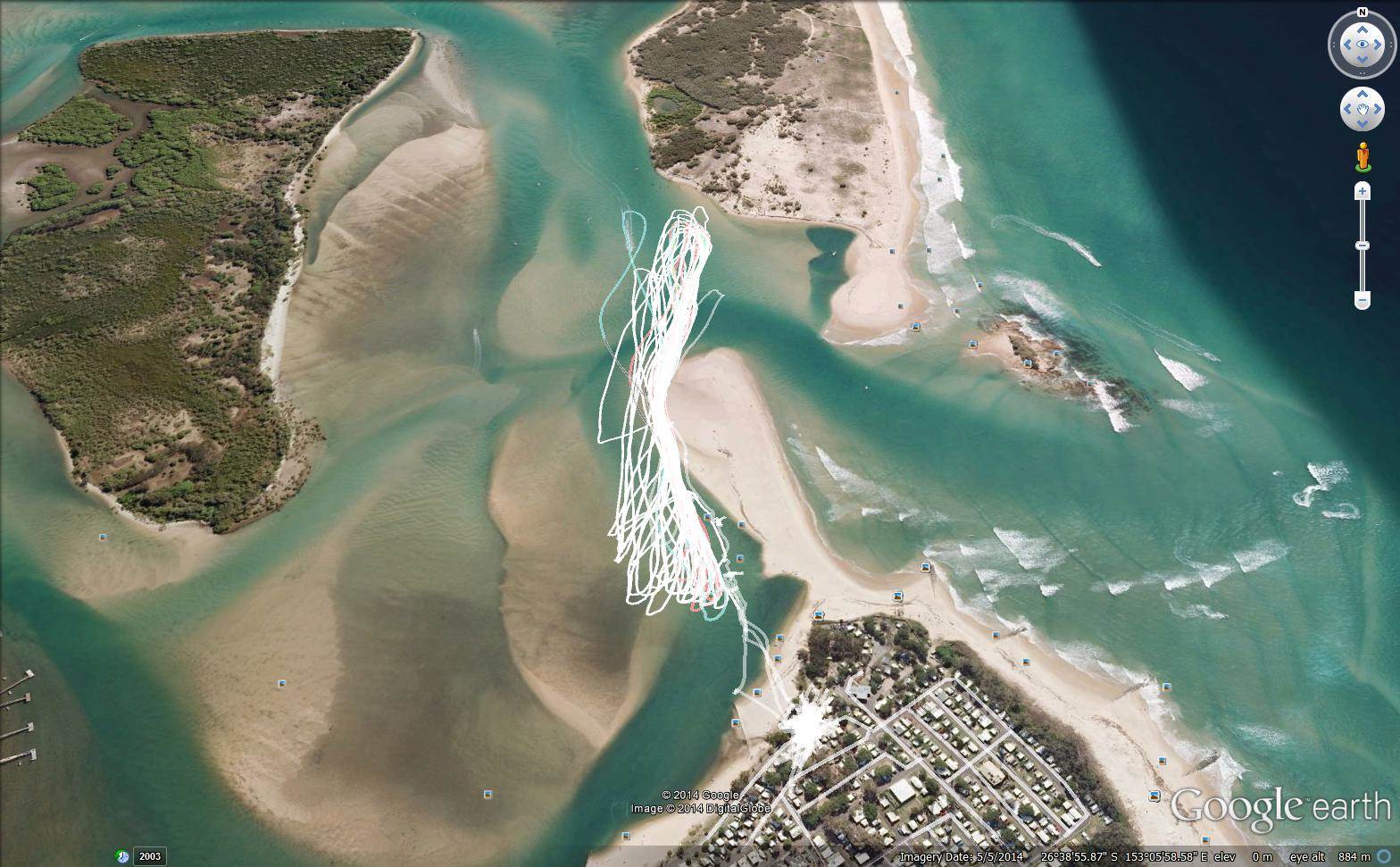 cotton tree 28.7.13