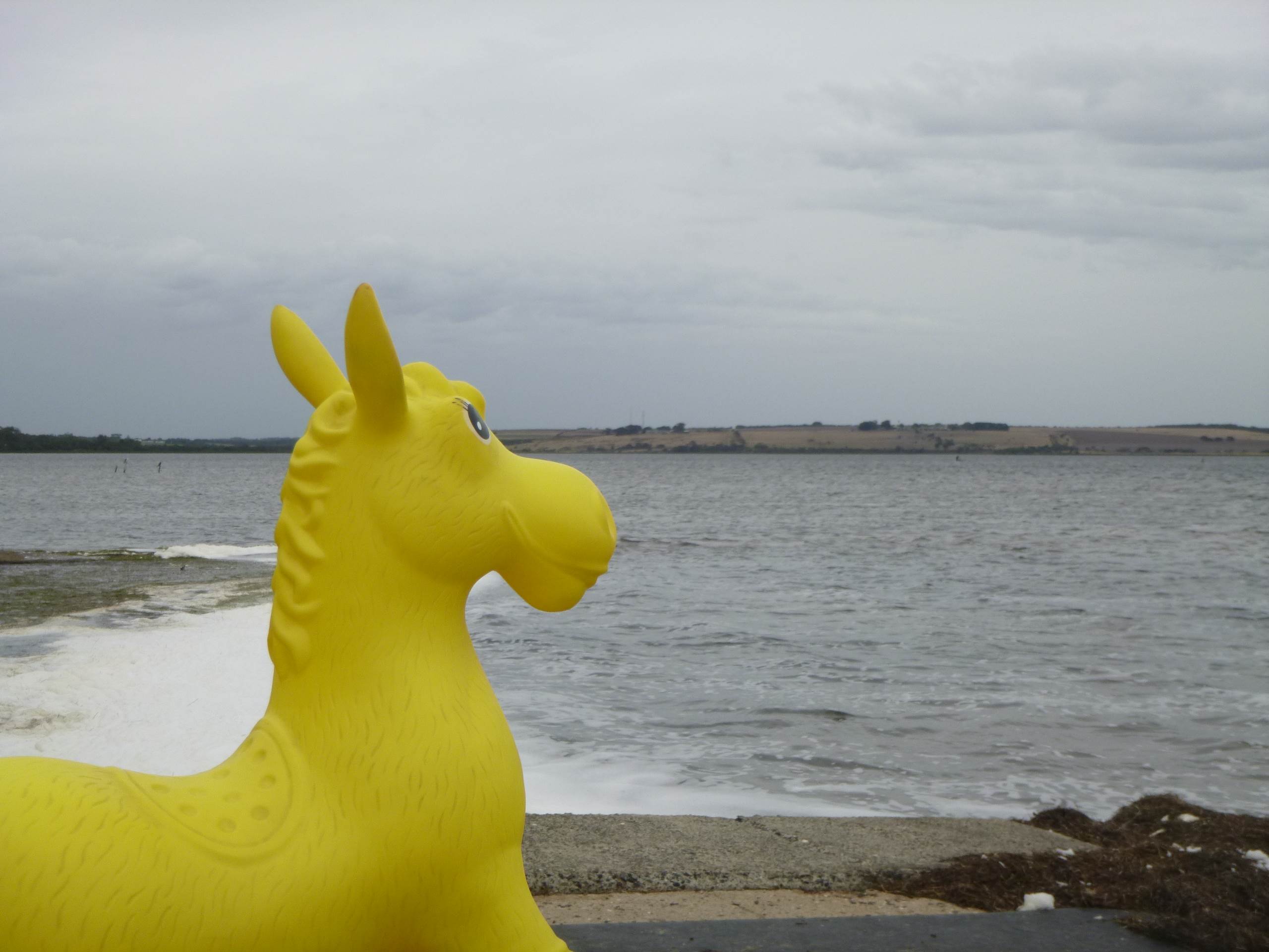donkey swan