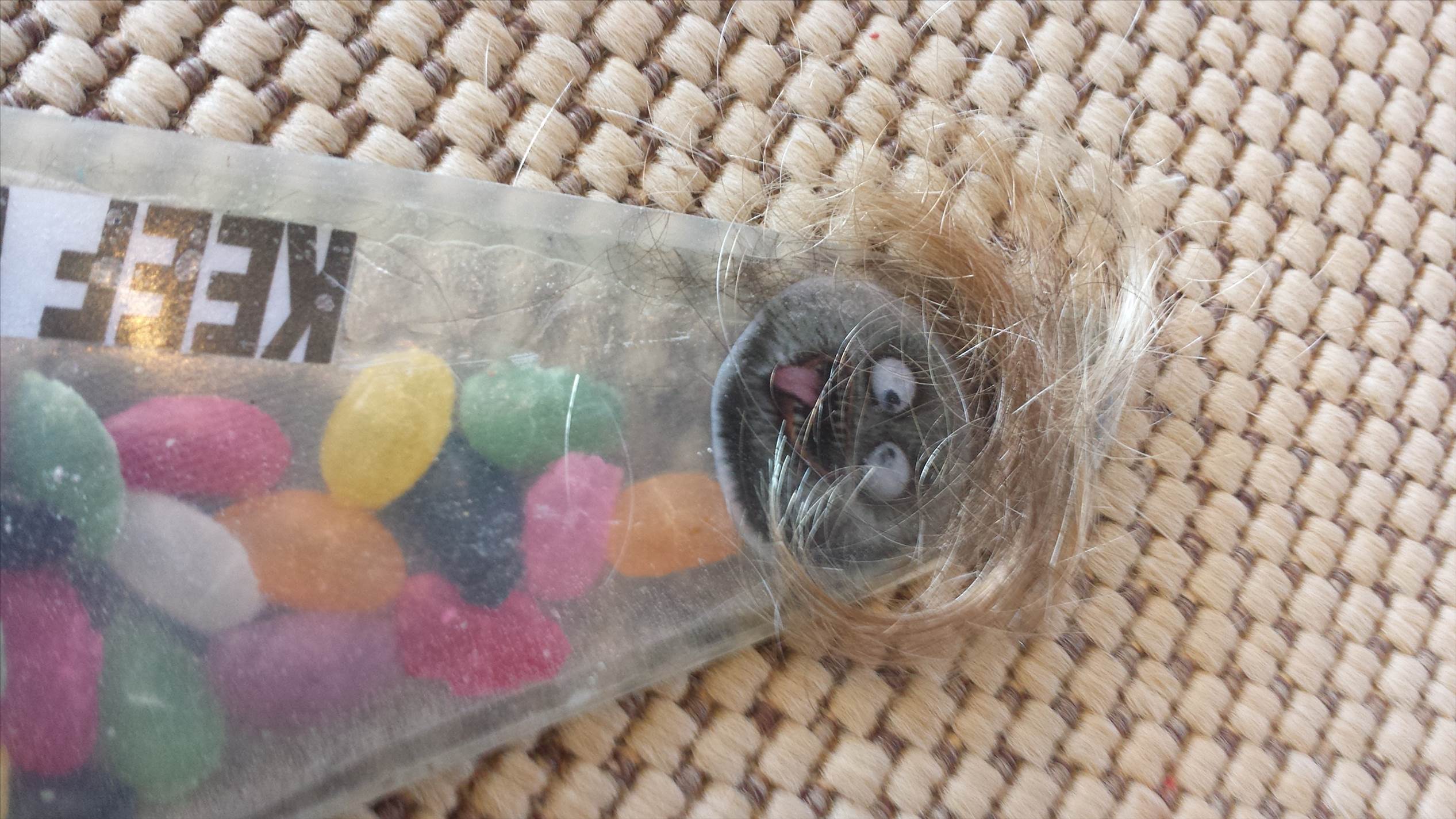 jelly beans