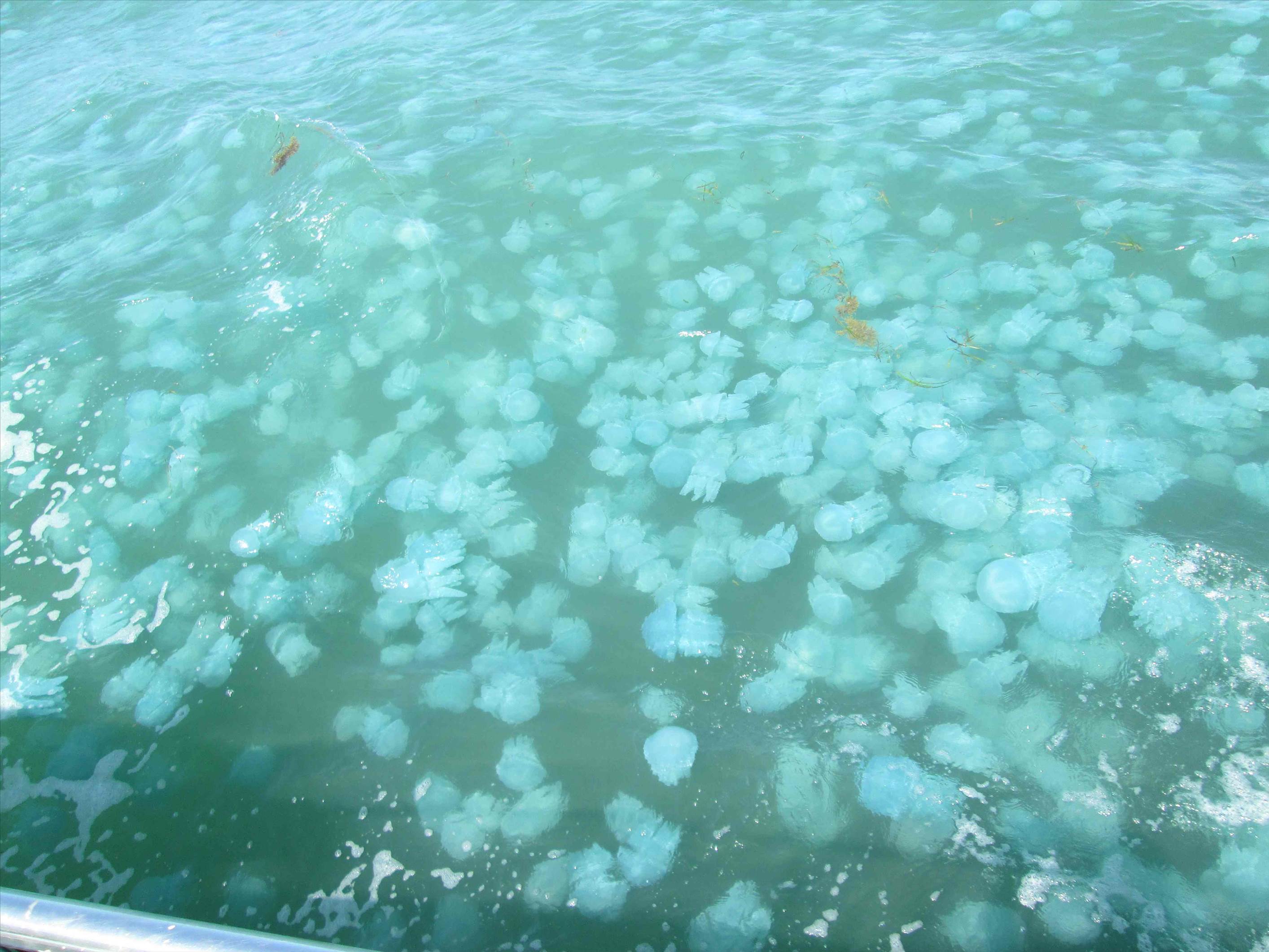 jellies 002c
