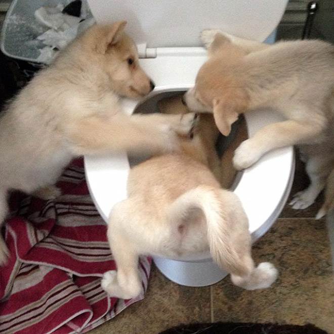 3 dogs