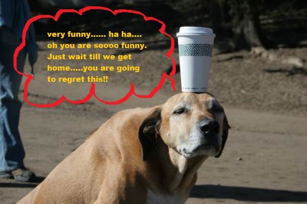 Dog PIc