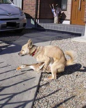 DOG AND DUCK