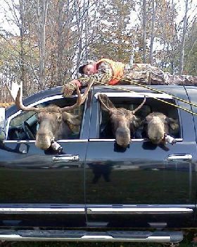 mooses