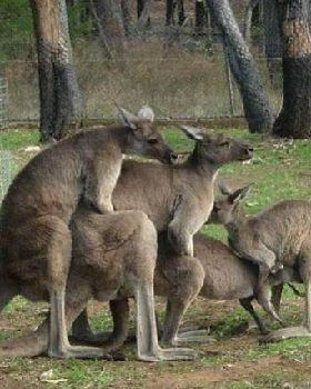 What I picture Australia like.