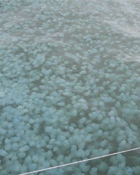 jelly fish at green.