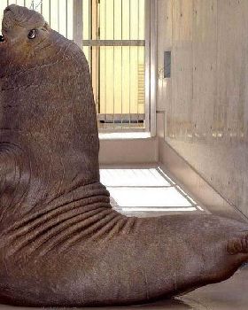 seal