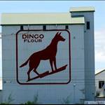 Adam Dingo Flour