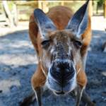 AndyRoo