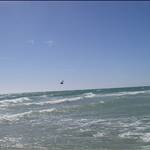 Cats Kiting