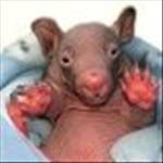 coldwombat