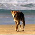 DirtyDingo
