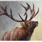 elk