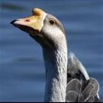 gooseondabay