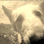 Moo Moo