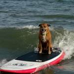 SCsurfer