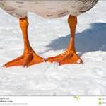 SeeLegs