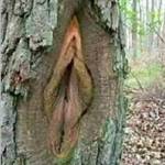 Tree Man