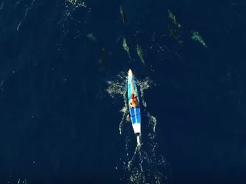 Shark! Oh wait... It's just a Dolphin - Stand Up Paddle News