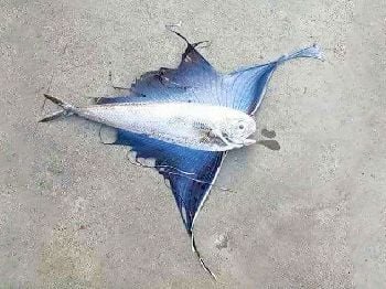Strange Beautiful Fish washed ashore in Tasmania - Fishing News