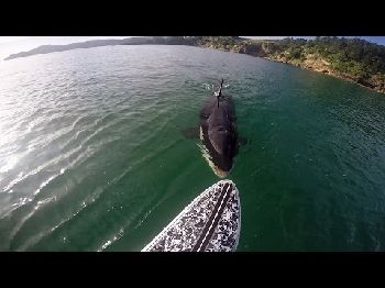 Killer Whale nudges SUP, Rider keeps his cool. - Stand Up Paddle News