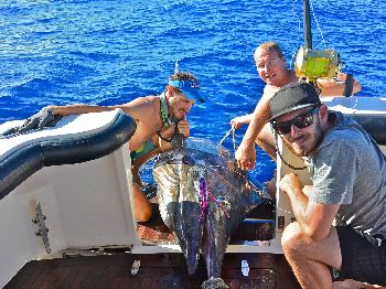 800lb Monster Marlin Caught off Exmouth, WA! - Fishing News
