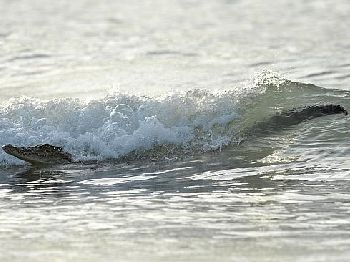 Crocodile in the Lineup Halts Surf Contest - Surfing News