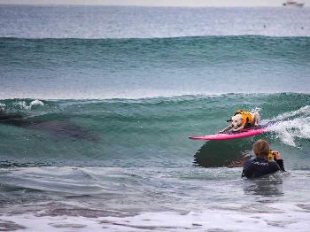 Surfing Dog Stalked By Shark! - Surfing News