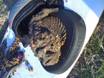 Stonefish at Redcliffe, Qld - Miscellaneous News