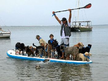 Twenty Five Dogs. One Stand Up Paddle Board! - Stand Up Paddle News
