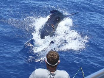 Australia's First 1000lb+ Marlin Landed! - Fishing News