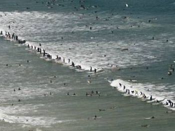 Cape Town - World Record Surfers On Wave - Surfing News
