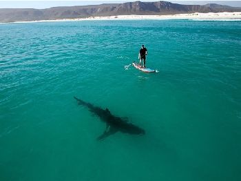 Latest Australian shark attack sends media into a frenzy - Stand Up Paddle News