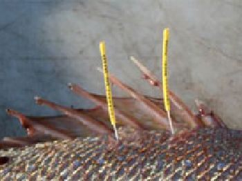 VIC: Keeping tabs on Port Phillip Bay snapper - Fishing News