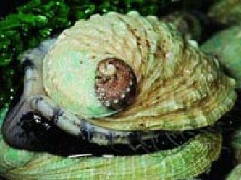 VIC: Hiding abalone in underpants costs abusive man $5,000 - Fishing News
