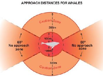Whale season is upon us! Tips for paddlers - Stand Up Paddle News